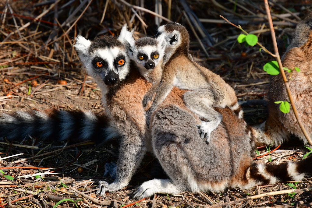 Anja Community Reserve